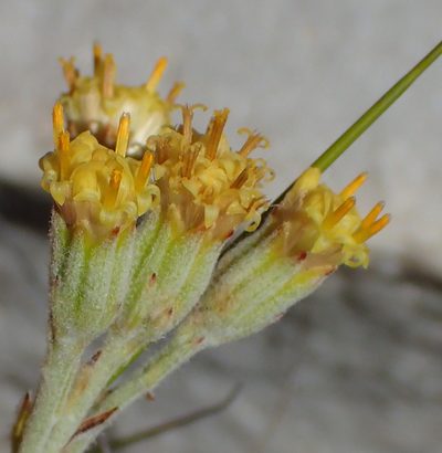 Senecio pauciflosculosus, photographed by Nicola van Berkel