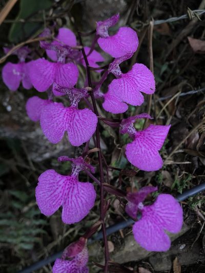 Comparettia macroplectron, photographed by Nicolás Baresch Uribe