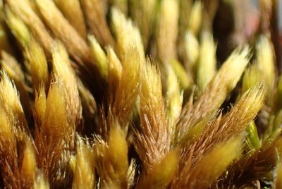 Breutelia substricta, photographed by Nicola van Berkel