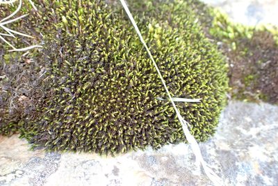 Bucklandiella lamprocarpa, photographed by Nicola van Berkel