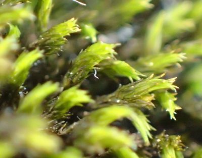 Bucklandiella lamprocarpa, photographed by Nicola van Berkel