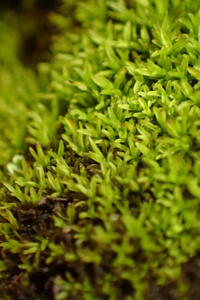 Cynodontium erosum, photographed by Nicola van Berkel
