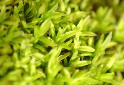Cynodontium erosum, photographed by Nicola van Berkel