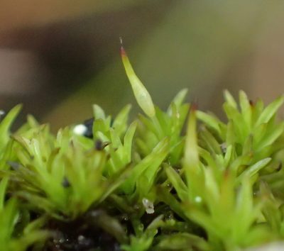 Cynodontium erosum, photographed by Nicola van Berkel
