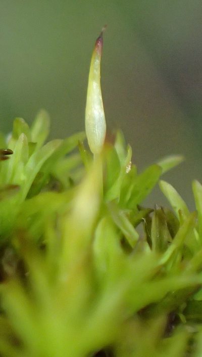 Cynodontium erosum, photographed by Nicola van Berkel