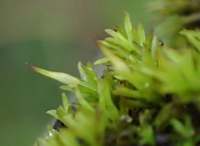 Cynodontium erosum, photographed by Nicola van Berkel