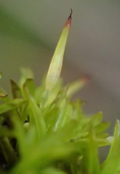 Cynodontium erosum, photographed by Nicola van Berkel