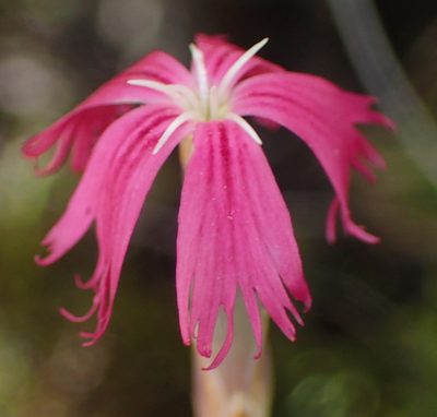 Dianthus bolusii, photographed by Nicola van Berkel