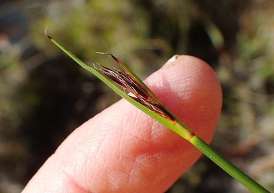 Schoenus crassiculmis, photographed by Nicola van Berkel