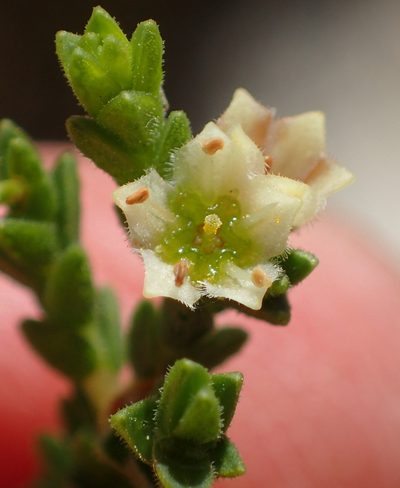 Diosma apetala, photographed by Nicola van Berkel