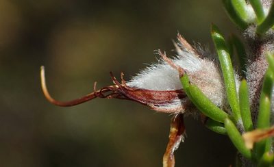 Aspalathus congesta, photographed by Nicola van Berkel
