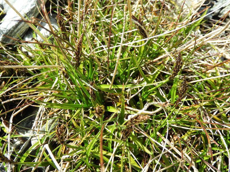 Carex penalpina, photographed by Santiago Martín-Bravo