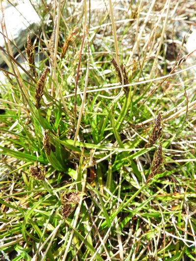 Carex penalpina, photographed by Santiago Martín-Bravo