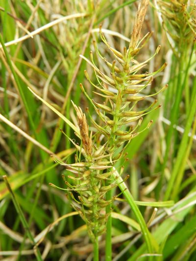 Carex edura, photographed by Santiago Martín-Bravo