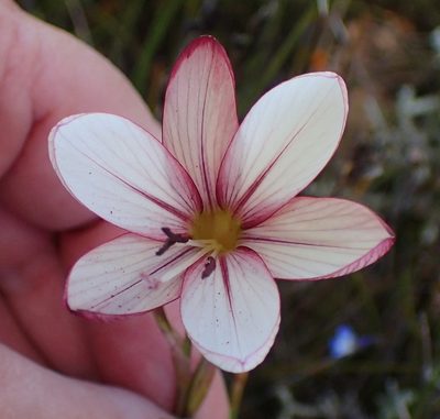 Geissorhiza fourcadei, photographed by Nicola van Berkel
