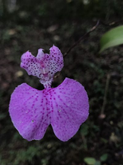 Comparettia macroplectron, photographed by Nicolás Baresch Uribe