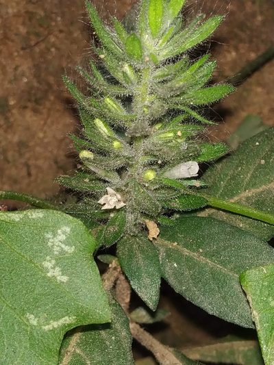 Phaulopsis dorsiflora, photographed by S.MORE