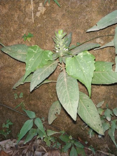 Phaulopsis dorsiflora, photographed by S.MORE