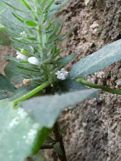 Phaulopsis dorsiflora, photographed by S.MORE