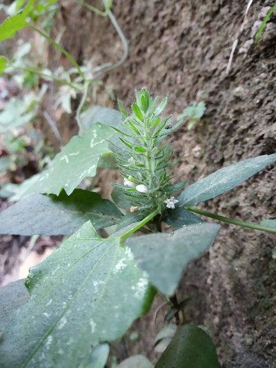 Phaulopsis dorsiflora, photographed by S.MORE