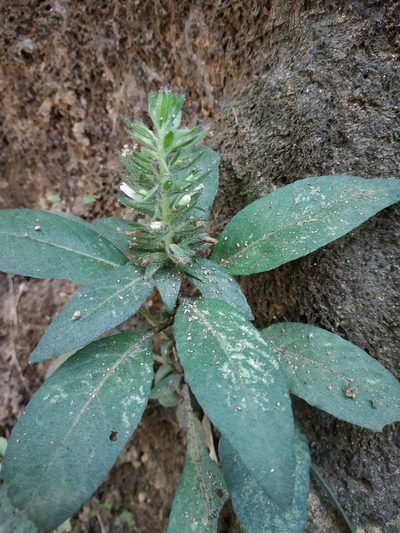 Phaulopsis dorsiflora, photographed by S.MORE