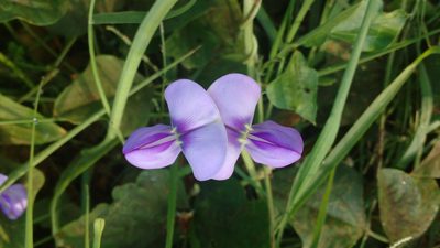 Vigna unguiculata, photographed by S.MORE
