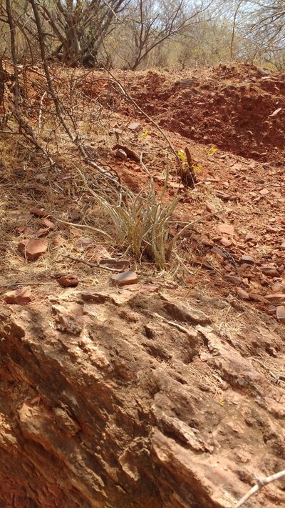 Caralluma adscendens, photographed by S.MORE