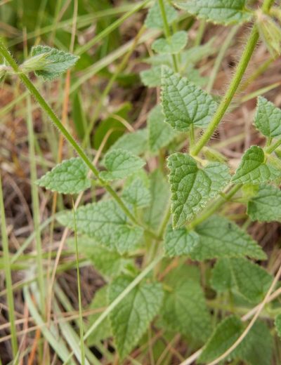 Stachys natalensis, photographed by Henry de Lange