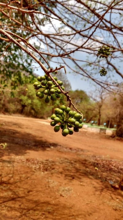 Huberantha cerasoides, photographed by S.MORE