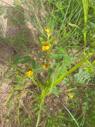 Waltheria operculata, photographed by Breno Figueiredo
