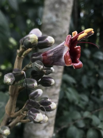 Trichanthera gigantea, photographed by Nicolás Baresch Uribe