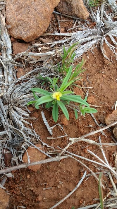 Polygala arvensis, photographed by S.MORE