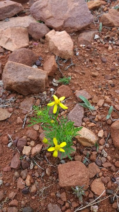 Senecio tenuifolius, photographed by S.MORE