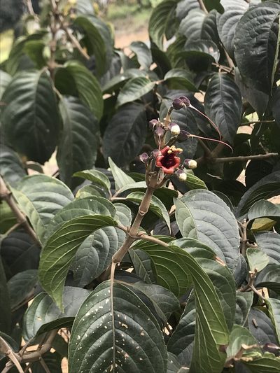 Trichanthera gigantea, photographed by Nicolás Baresch Uribe