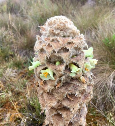 Puya trianae, photographed by Andrew J. Crawford