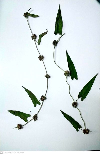 Ipomoea eriocarpa, photographed by S.MORE