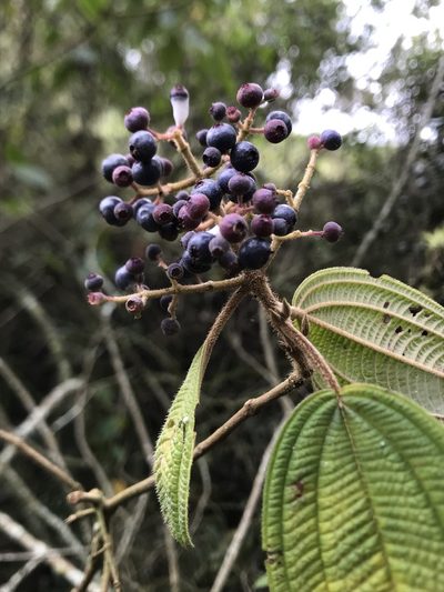 Miconia subseriata, photographed by Nicolás Baresch Uribe