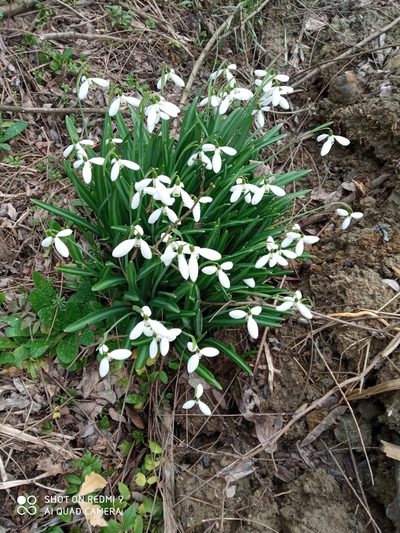 Galanthus plicatus, photographed by ROMAGNOLO Filippo