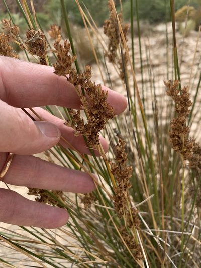 Juncus rigidus, photographed by Dave Richardson