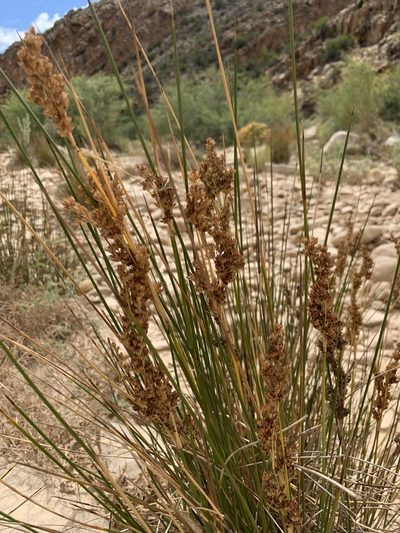 Juncus rigidus, photographed by Dave Richardson