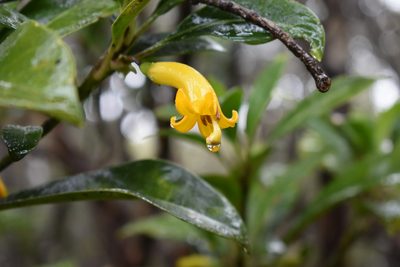 Scaevola glabra, photographed by John Powers