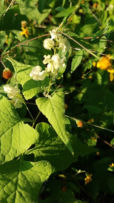 Antigonon flavescens, photographed by Martín Sánchez Vilchis