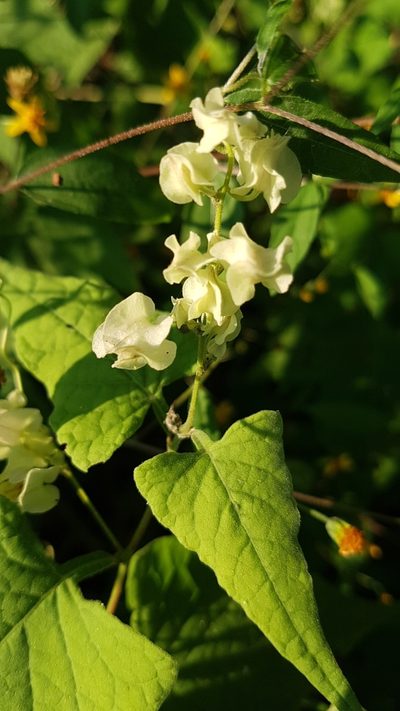 Antigonon flavescens, photographed by Martín Sánchez Vilchis