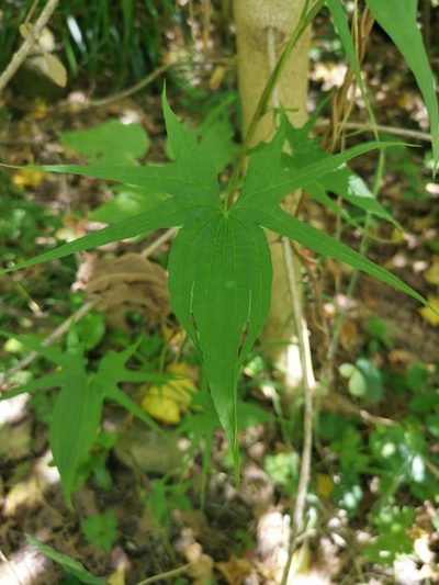 Dioscorea brachybotrya, photographed by Inao Vasquez