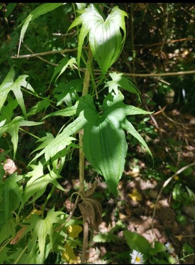 Dioscorea brachybotrya, photographed by Inao Vasquez