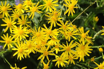 Senecio lemmonii, photographed by Roger Rittmaster
