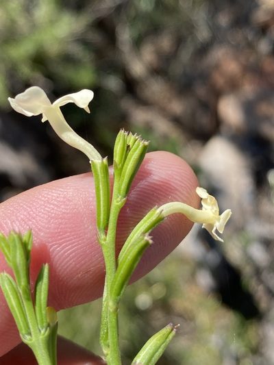 Chascanum cuneifolium, photographed by Dave U