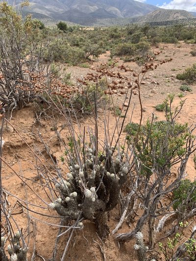 Tylecodon cacalioides, photographed by Dave Richardson