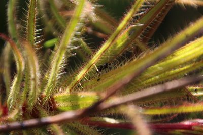 Roridula gorgonias, photographed by Tony Rebelo