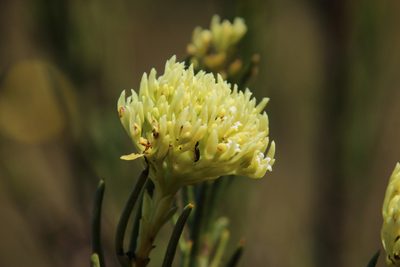 Thesium umbelliferum, photographed by Tony Rebelo